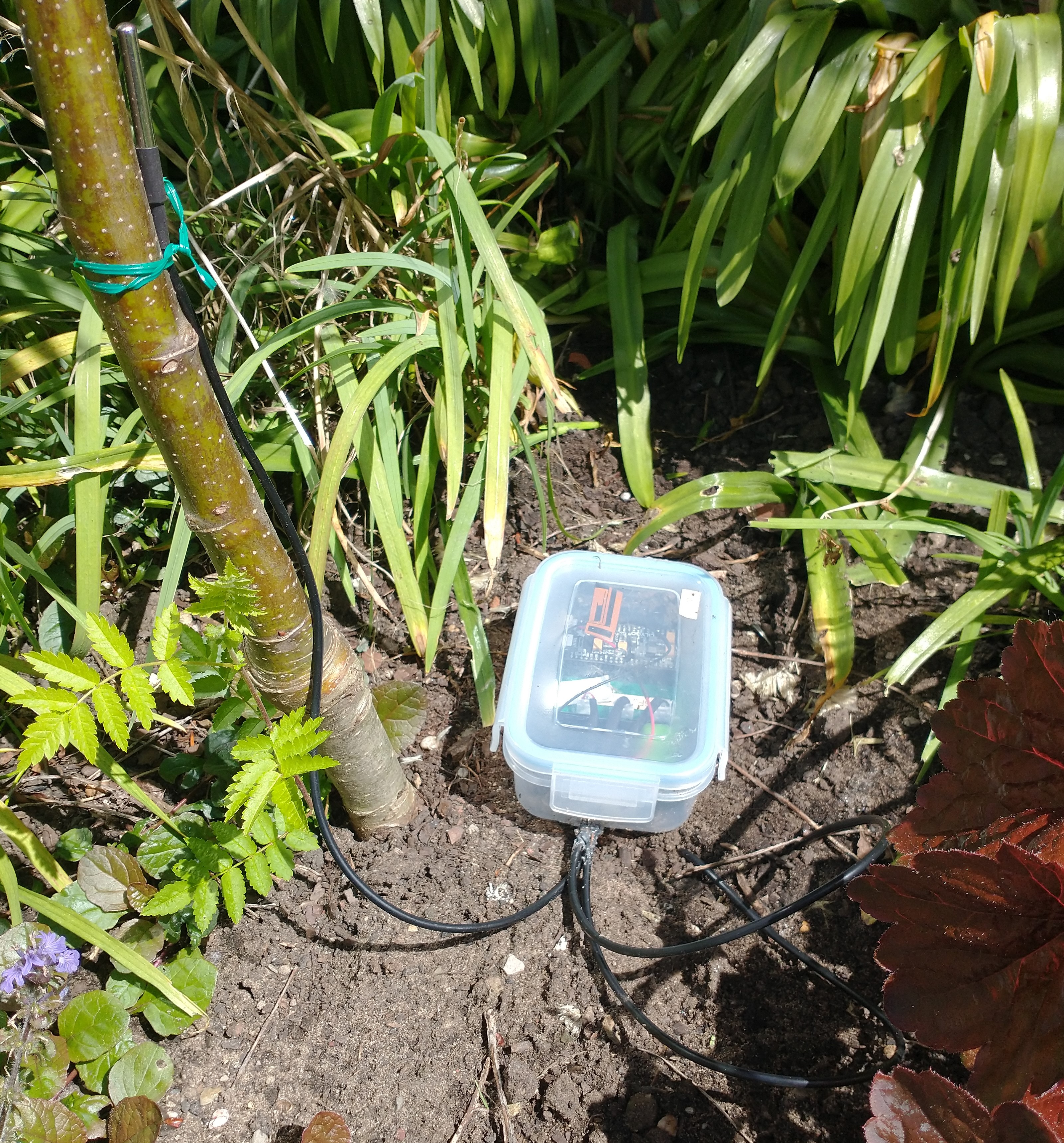 device installed by a rowan tree